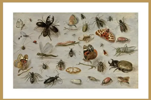 A Study of Butterflies Moths Spiders & Insects by Jan van Kessel Print