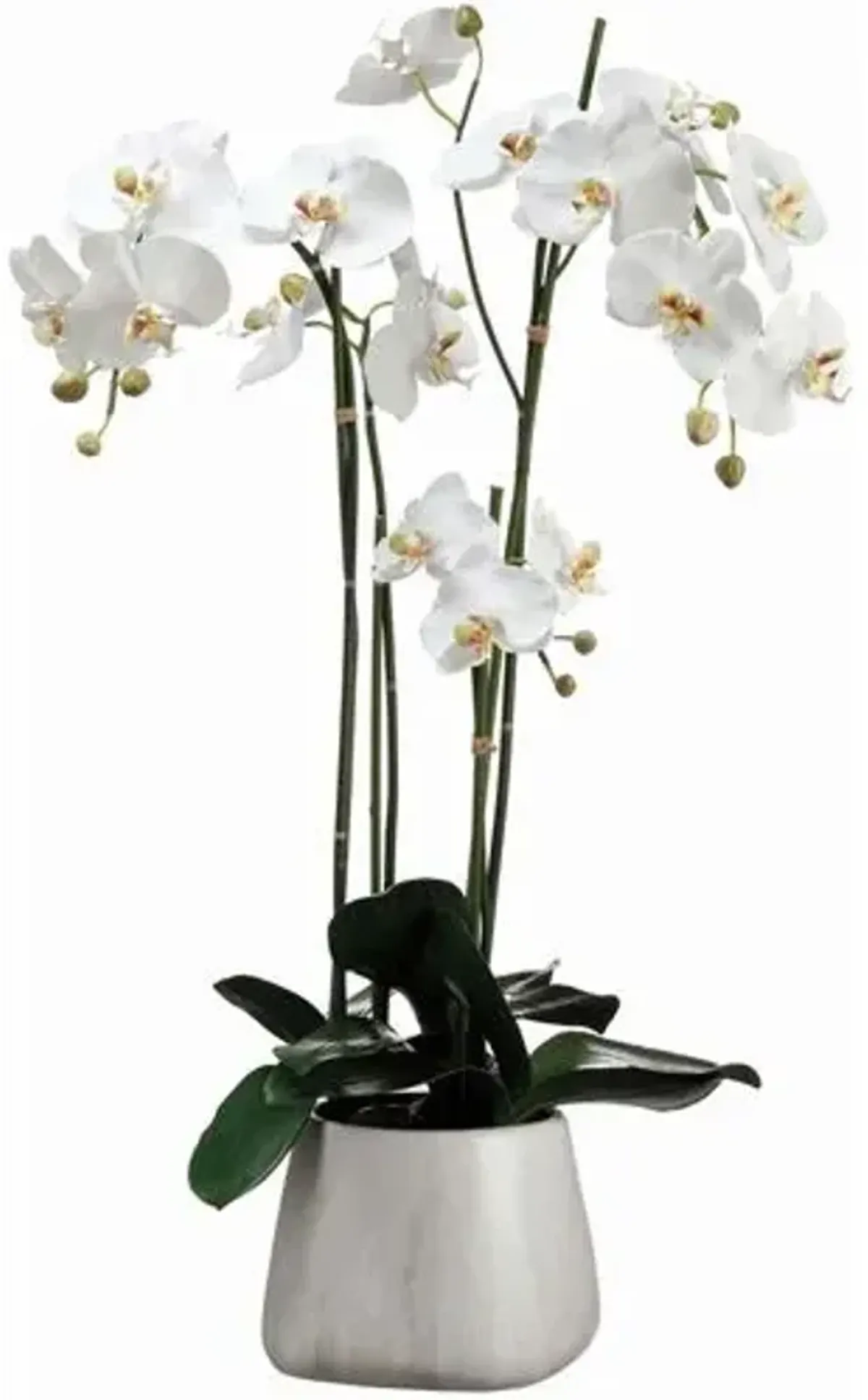 35" Phalaenopsis Orchid Plant In Terra Cotta Pot - White