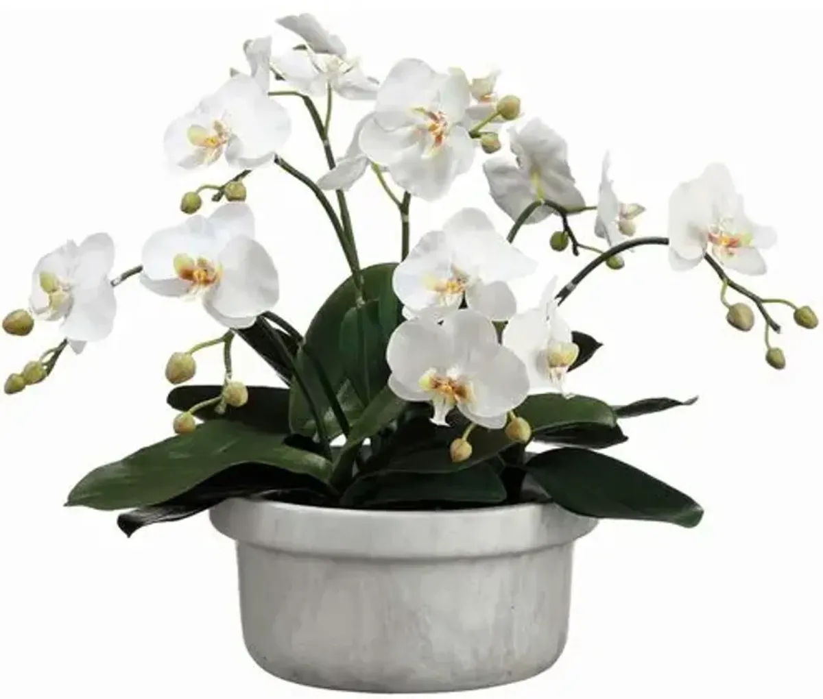 15" Phalaenopsis Orchid Plant In Terra Cotta Pot - White