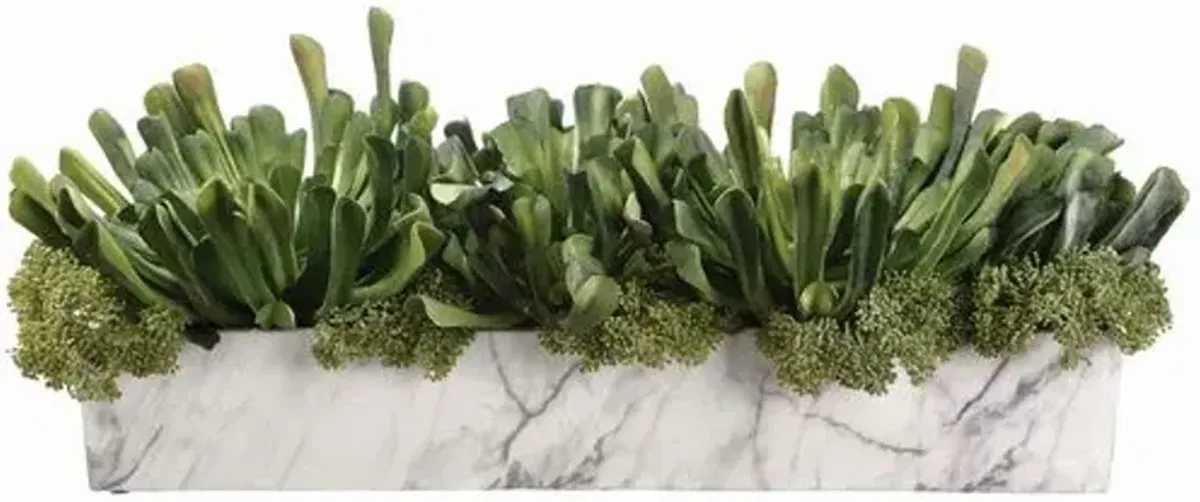 9" Echeveria and Skimmia Arrangement in Pot - Green