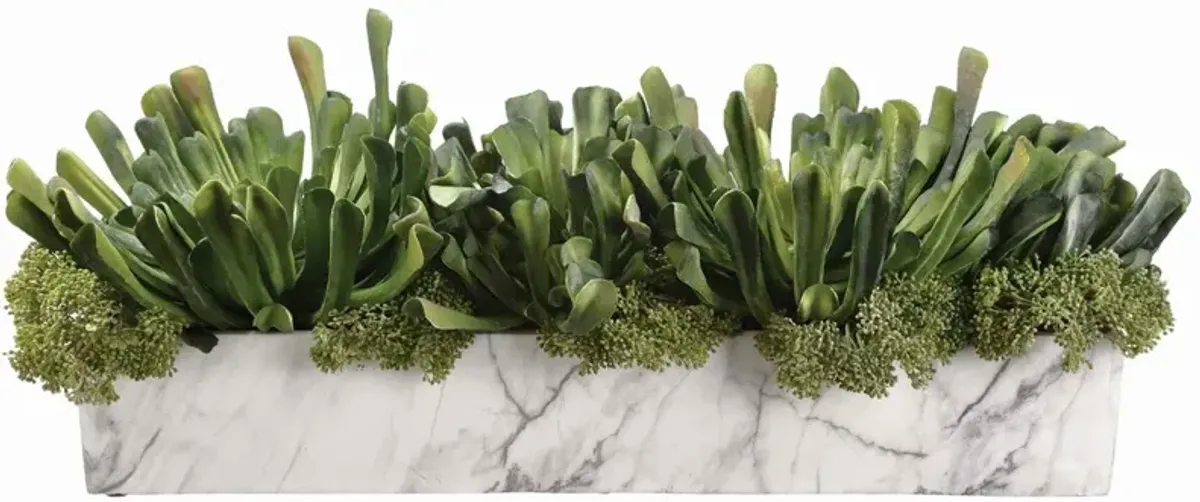 9" Echeveria and Skimmia Arrangement in Pot, Green