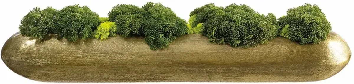 7" Skimmia and Pompon Arrangement, Green