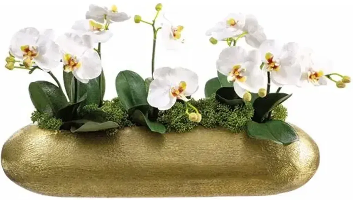 14 Phalaenopsis in Long Aluminum Vase - Green