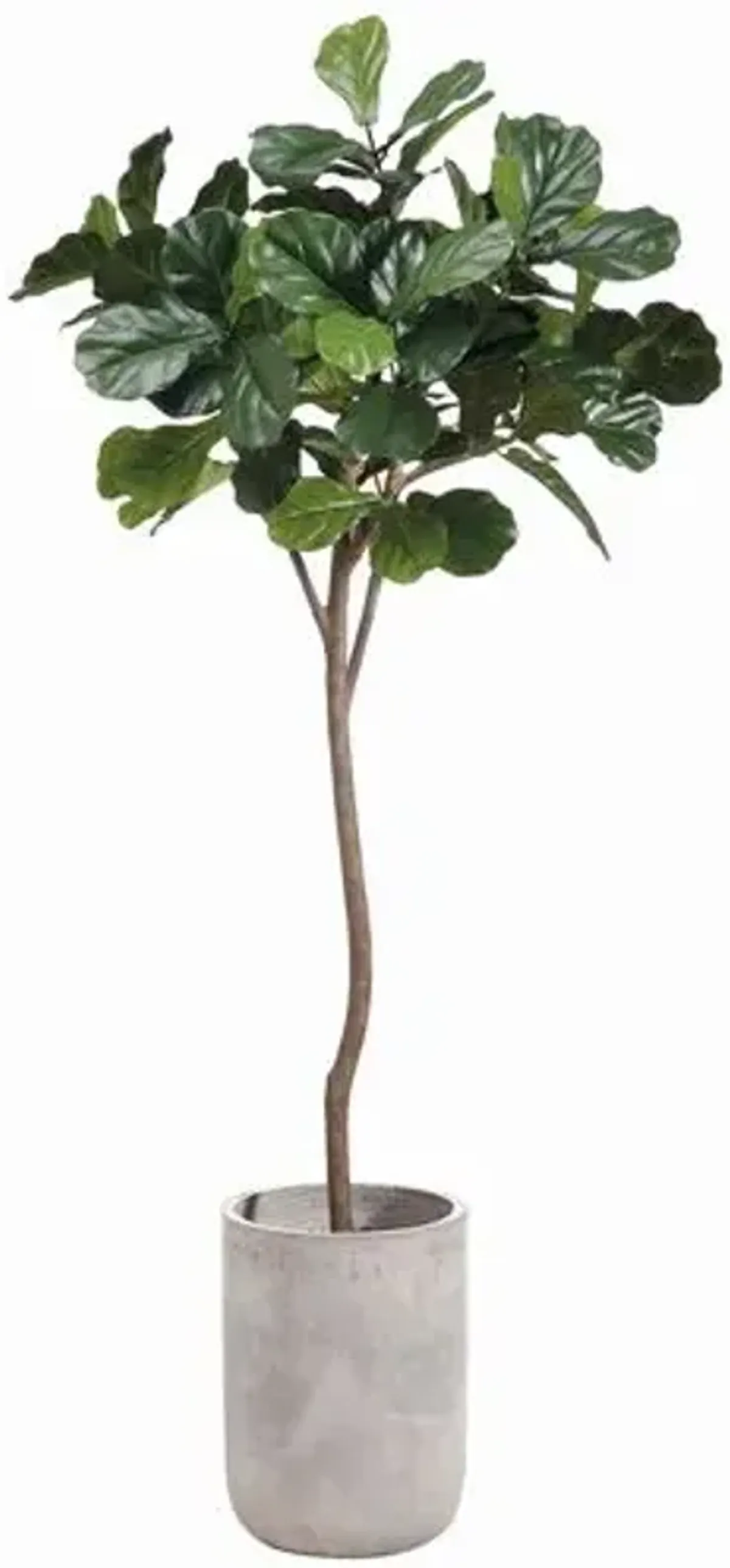 7' Fiddle Leaf Tree in Fiber Cement Planter - Green - 42Lx84Hx40Wx13D in