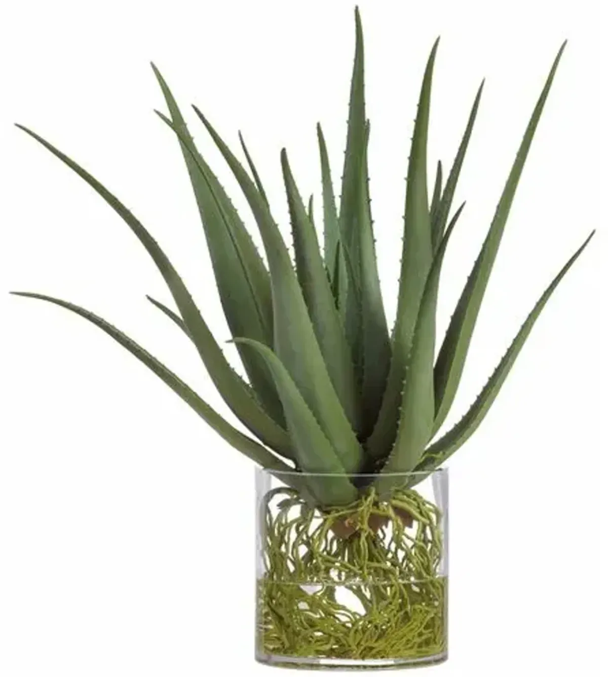 26" Agave with Roots in Glass Vase - Green