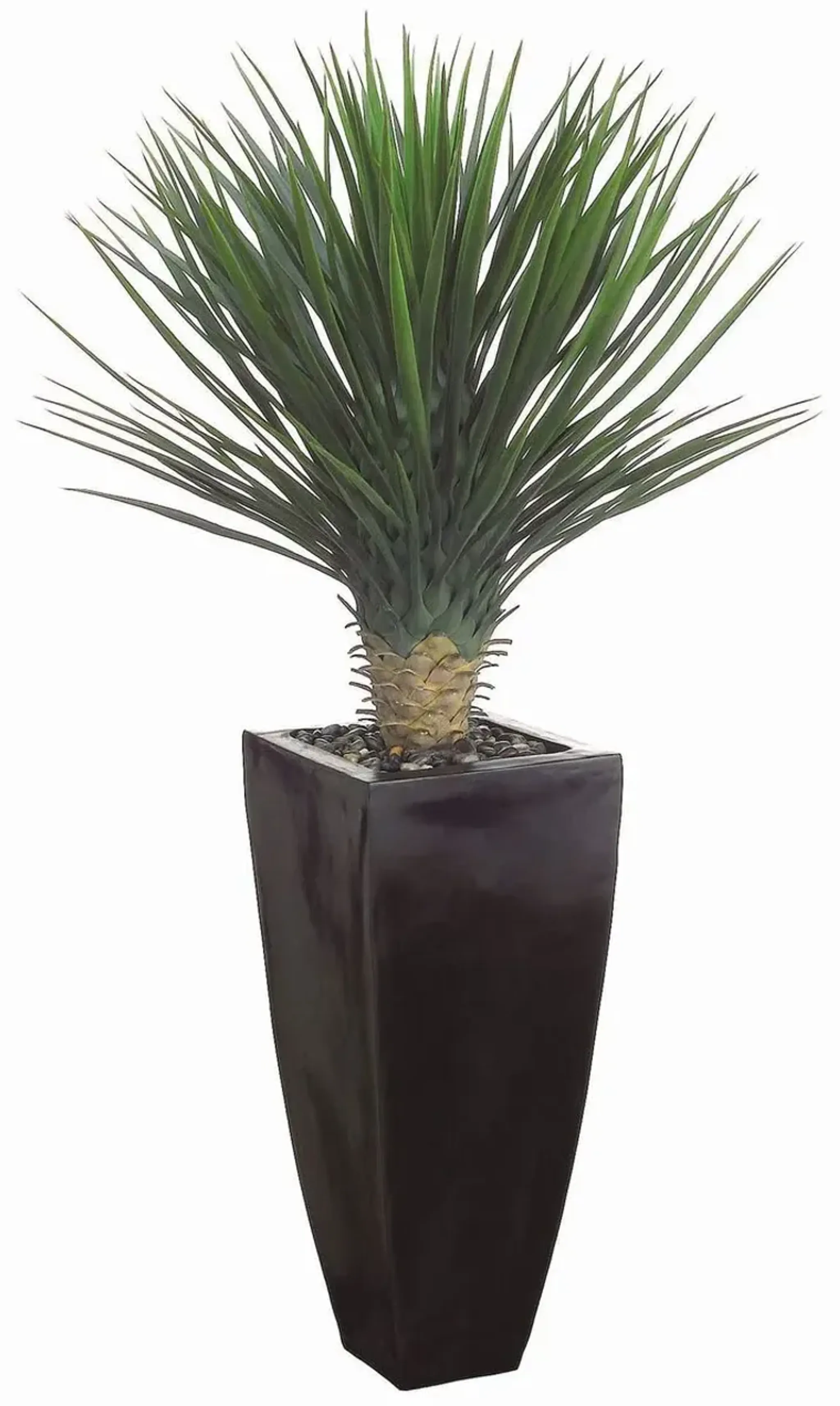53 Whipple Yucca In Black Container Green One Kings Lane | Furniture.com