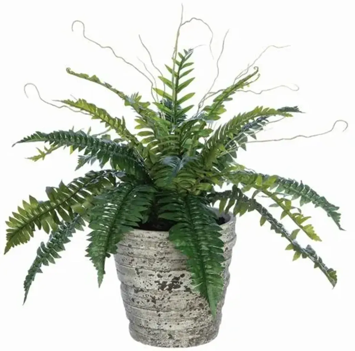 19" Boston Fern in Cement Pot - Green