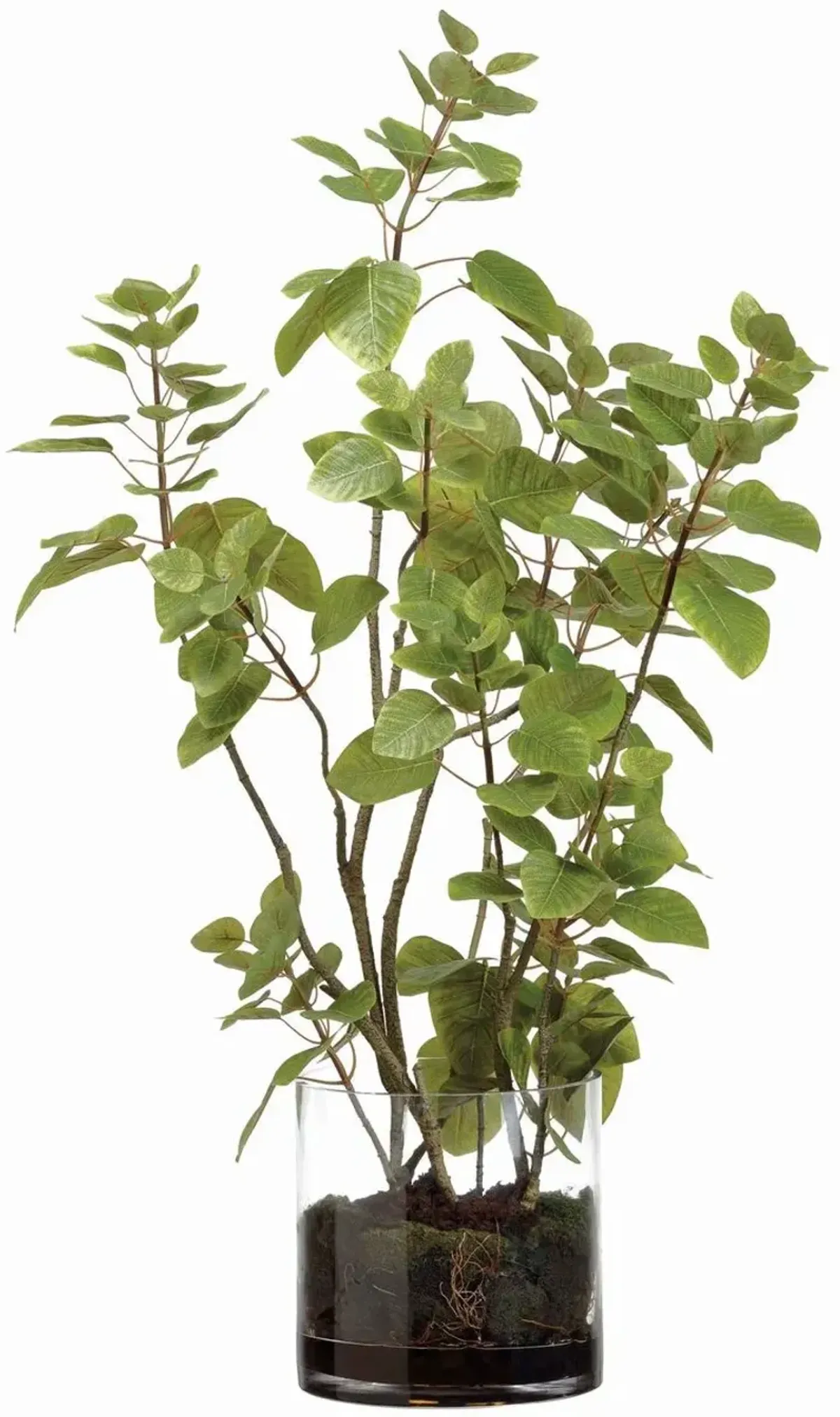 36" Cotinus Plant In Glass Vase, Green