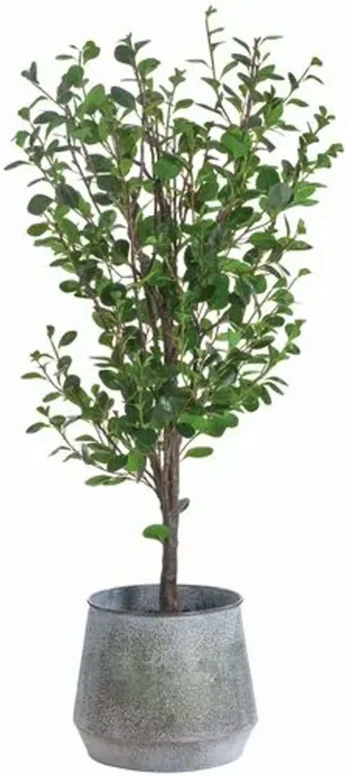 78" Cotinus Tree - Green