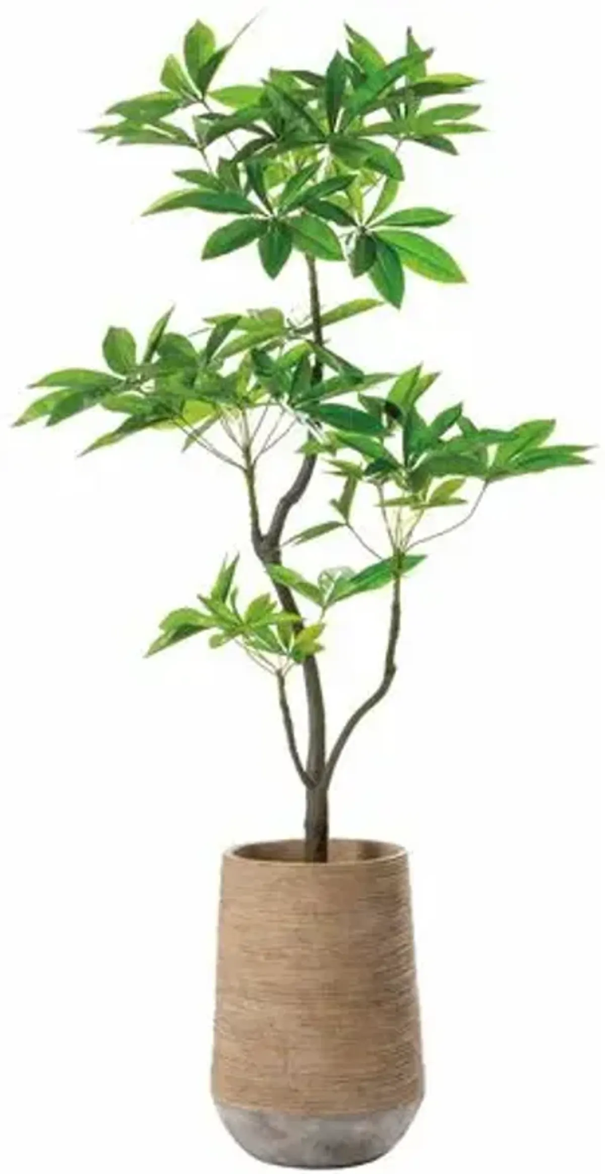 76" Pachira Tree in Cement Planter - Green - 36Lx76Hx32Wx32D in