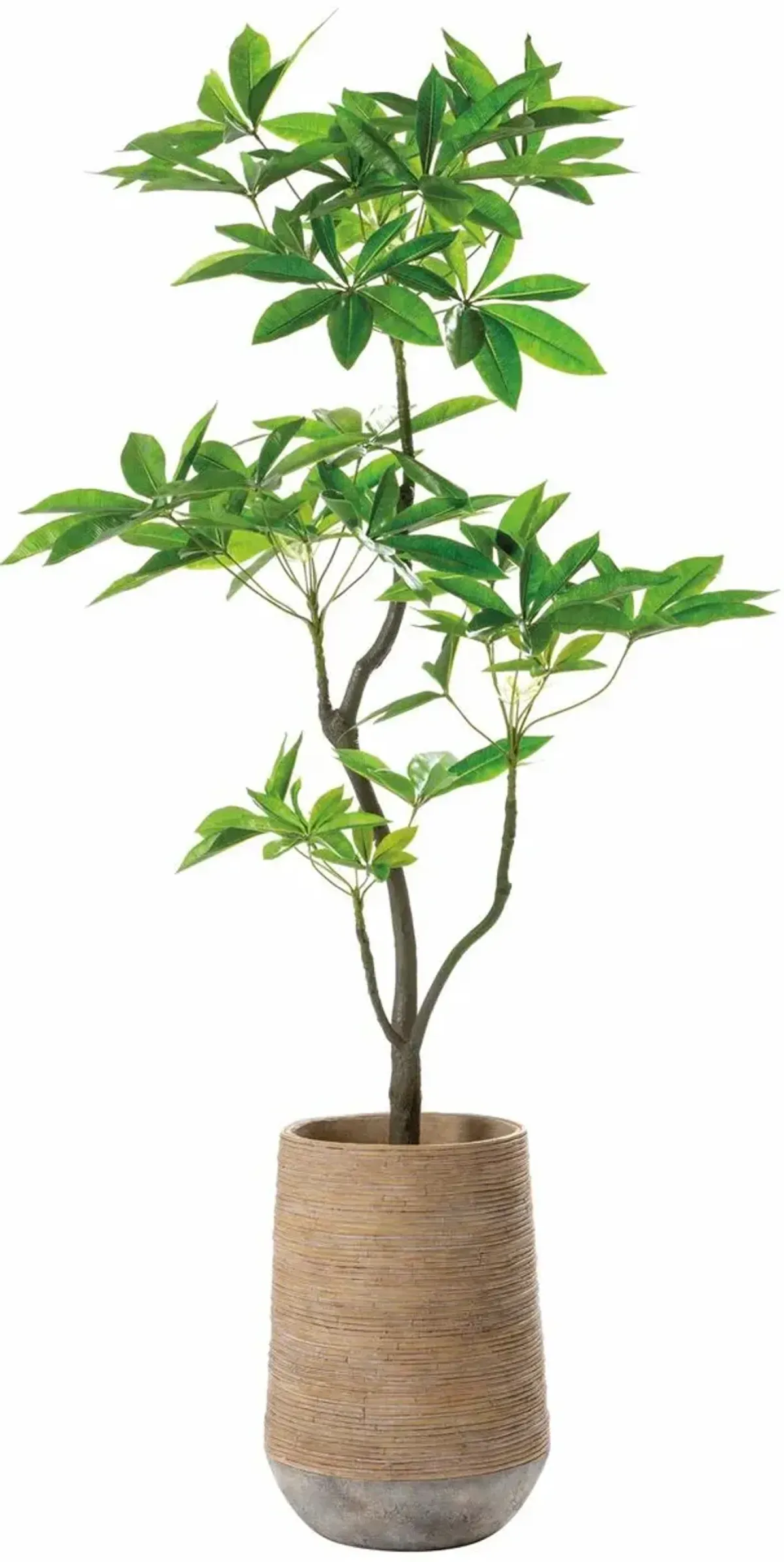 76" Pachira Tree in Cement Planter, Green