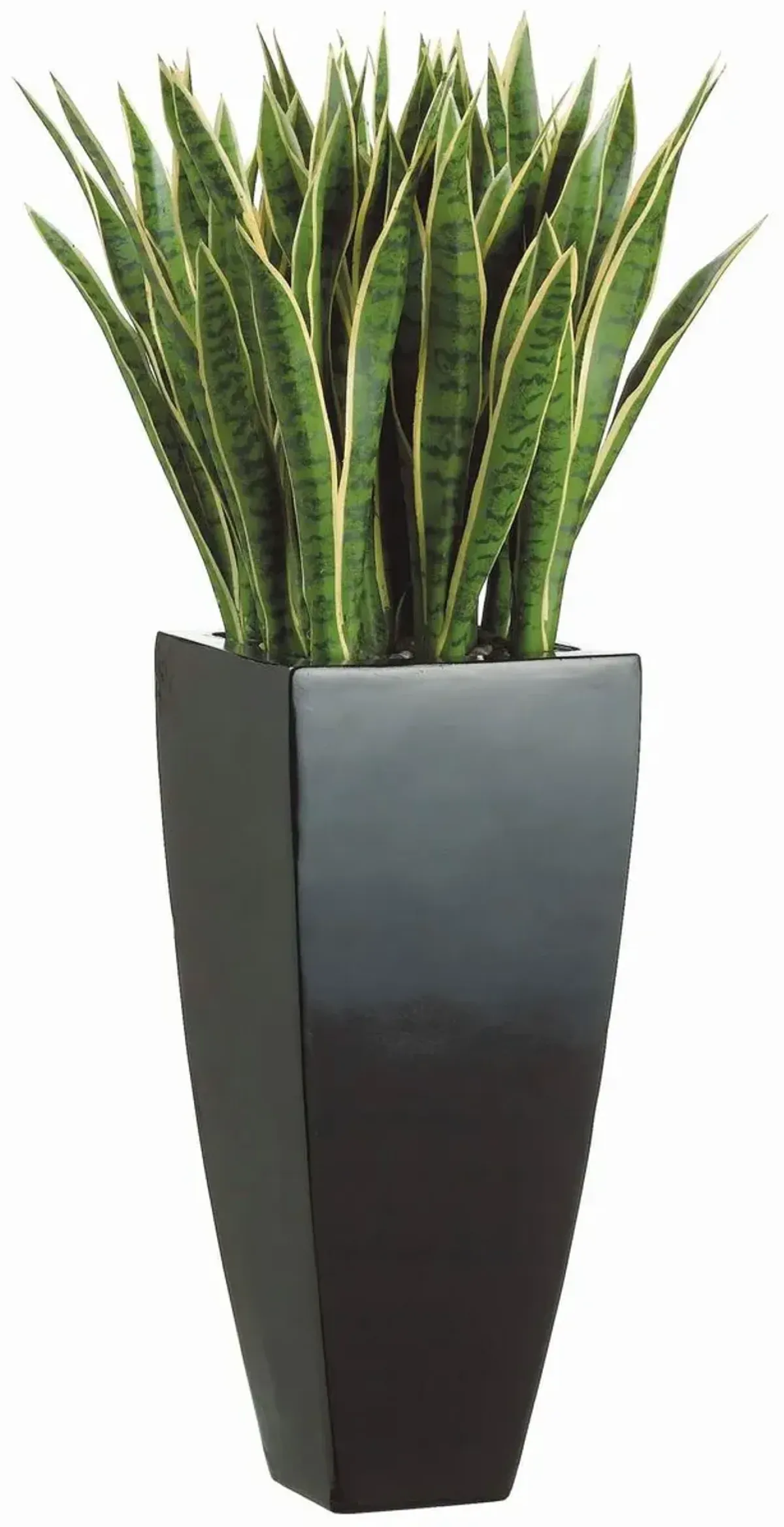 44" Mother-In-Law's Tongue in Resin Container, Green