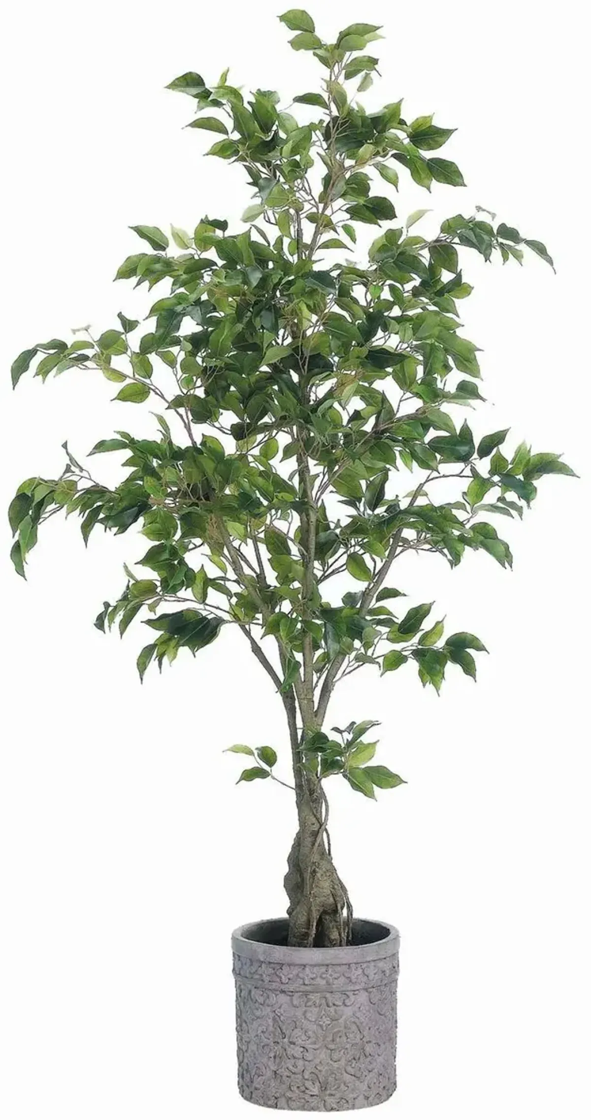 65' Ficus Tree in Terra Cotta Planter, Green