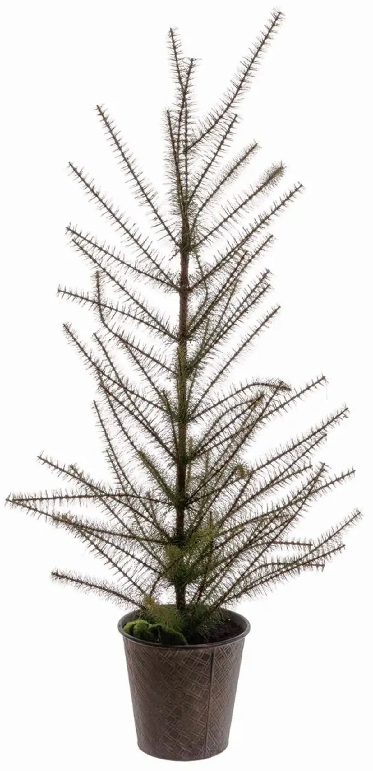 57" Pine Tree in Tin Pot 