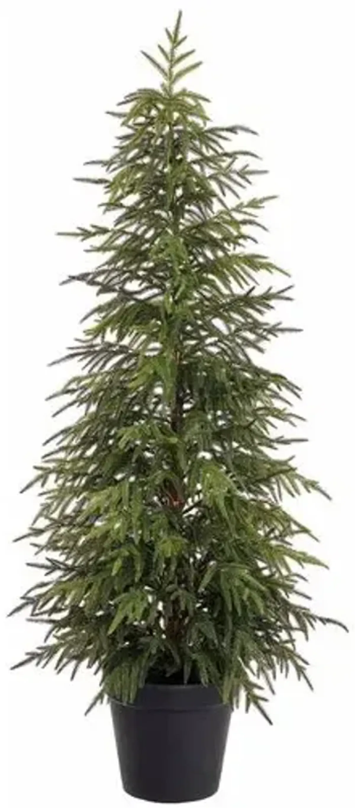 Willow Pine Tree in Pot - Green