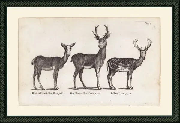 Deer, 1792 Art Print, 10.5" x 15"