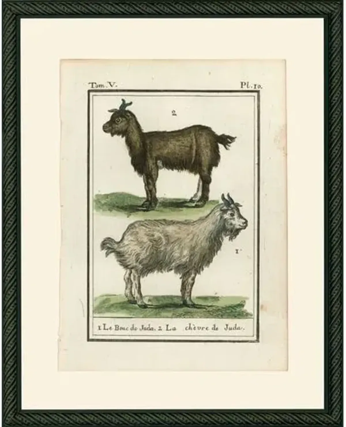 Goats - 1786 Art Print - 15" x 12" - Black