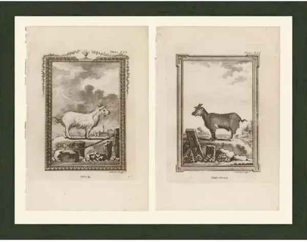 Goats - 1812 Art Print Set - 11.5" x 15" - Black