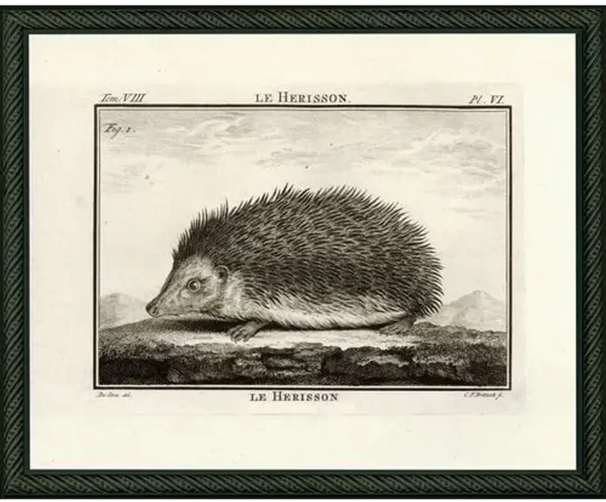 Hedgehog (Le Herisson) - 1767 Art Print - 11.5" x 14.25" - Black