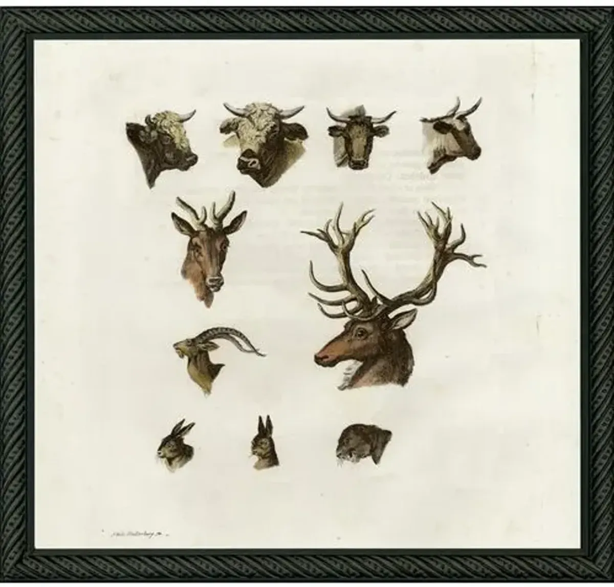Animal Heads Stag - 1780s Art Print - 11.5" x 11.25" - Red