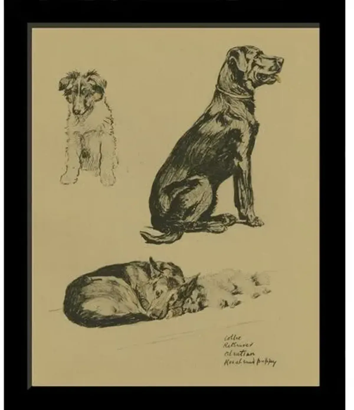 Dogs - Collie - Retriever - Alsation - Keeshound Puppy Art Print - 12.75" x 10.5" - Black