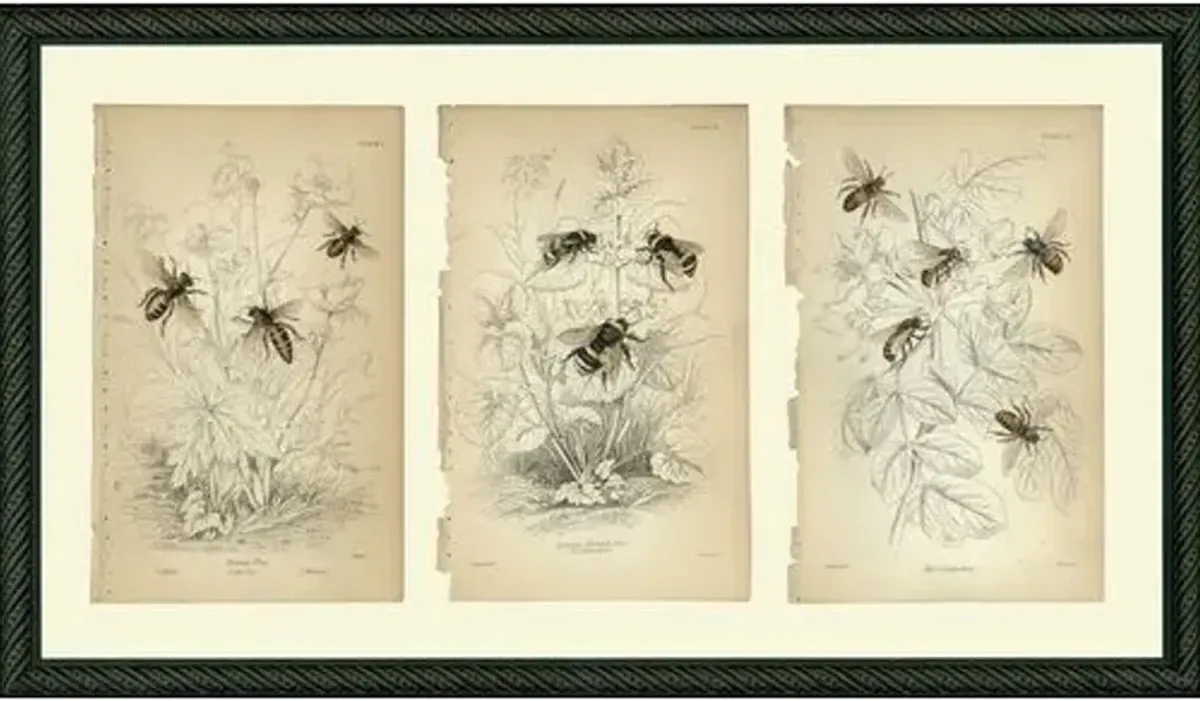 Bee Art Print - 11" x 19" - Black