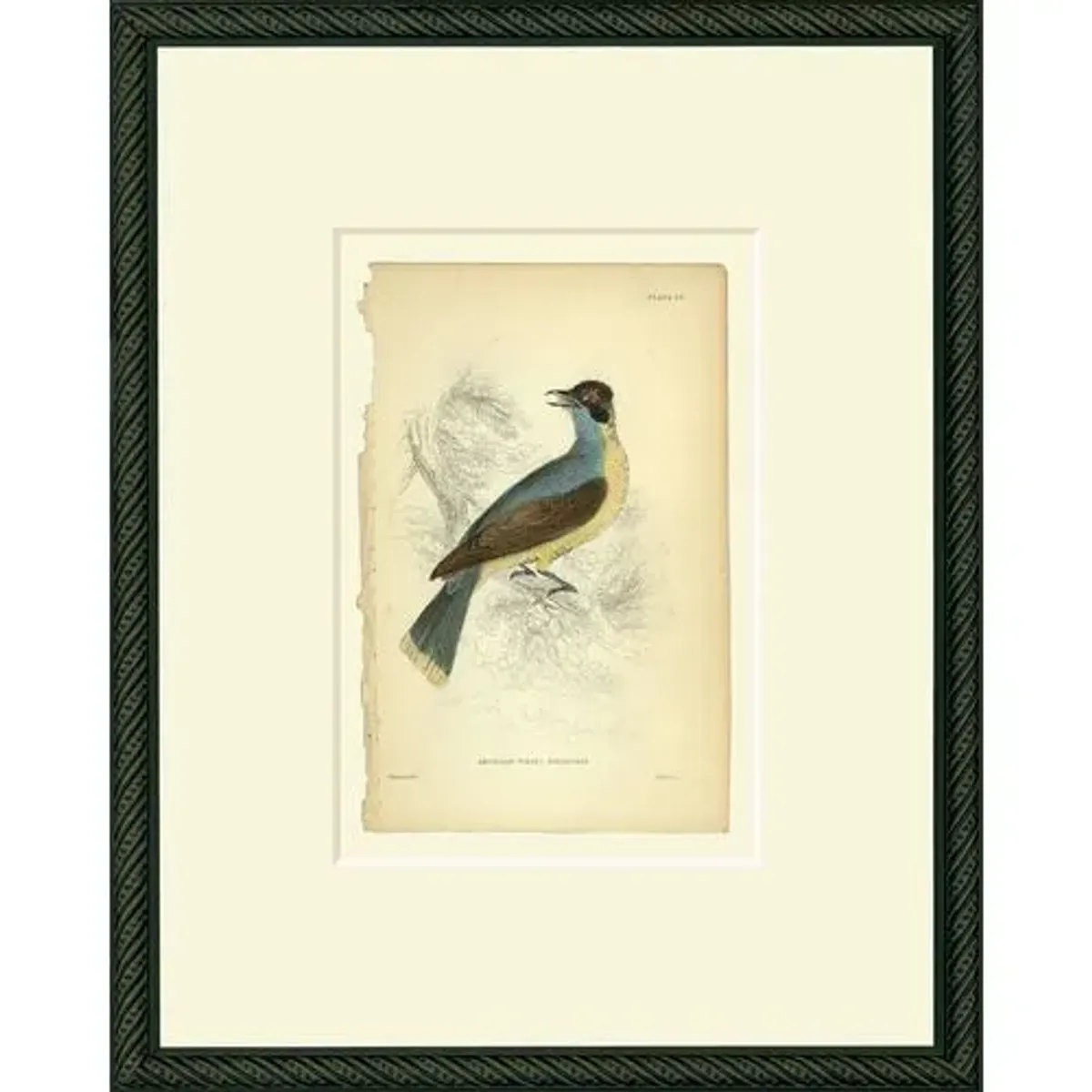 American Tyrant Art Print - 15" x 12" - Black