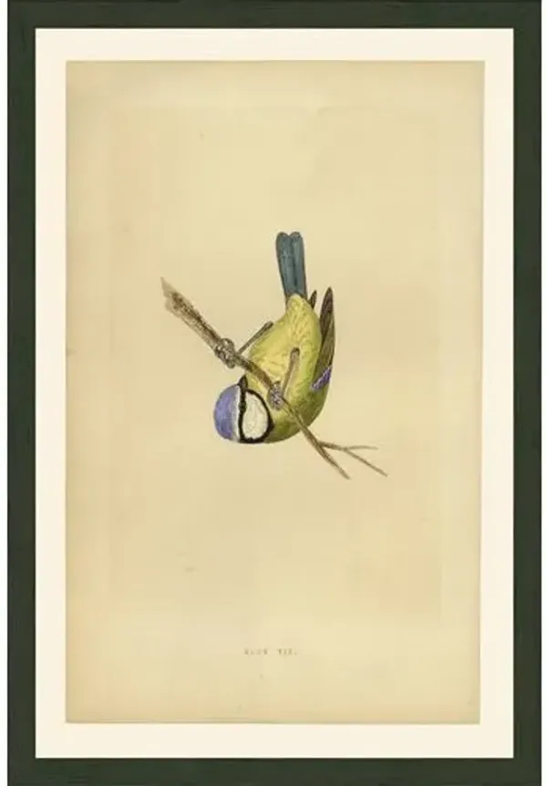 Blue Tit Art Print - 21.5" x 14.5" - Multi