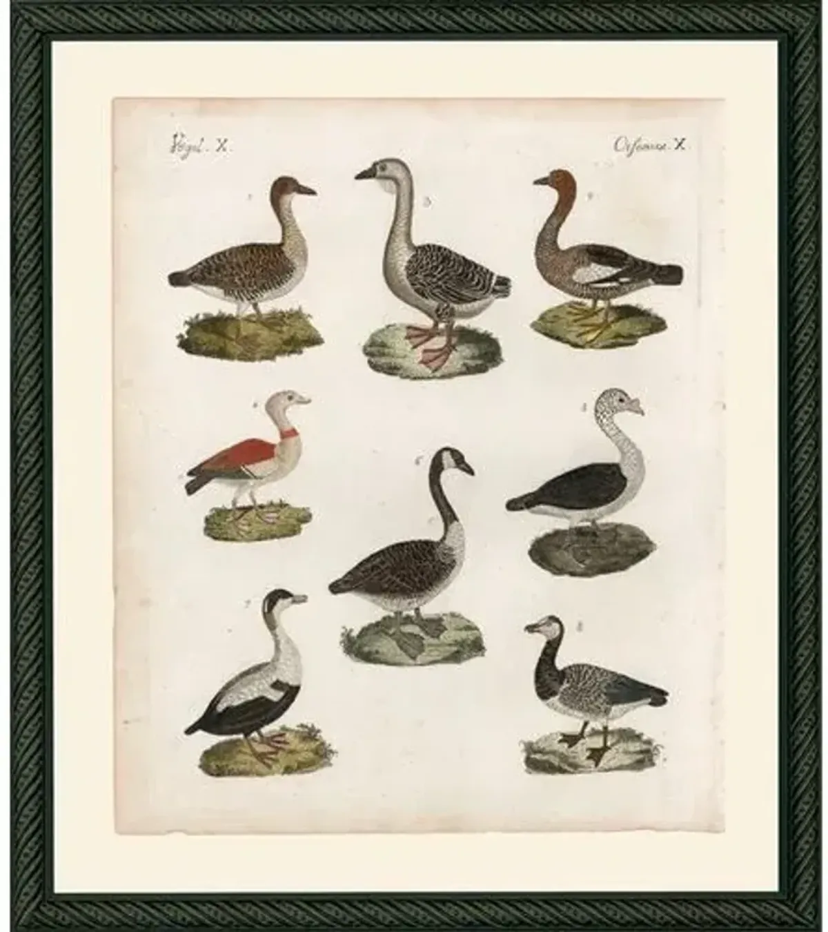 Ducks X - c. 1800 Art Print - 15" x 13" - Black