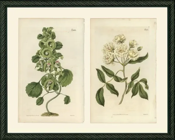 2 Curly Stem 1852 & White Rose 1954 Art Print, 12" x 15"