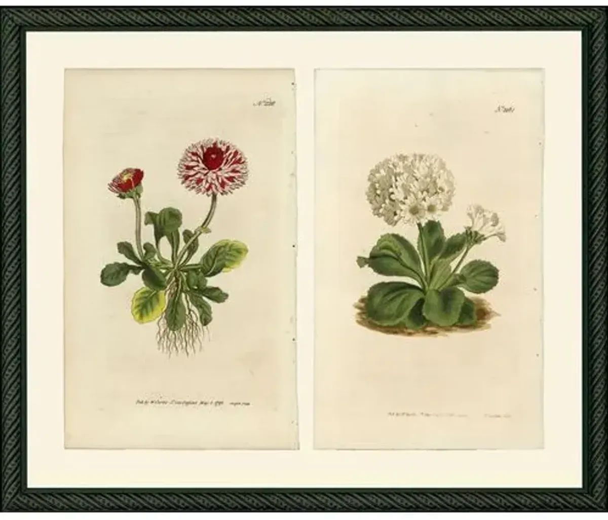 2 Red 228 & White 1161 - c 1800 Art Print - 12" x 15" - Multi