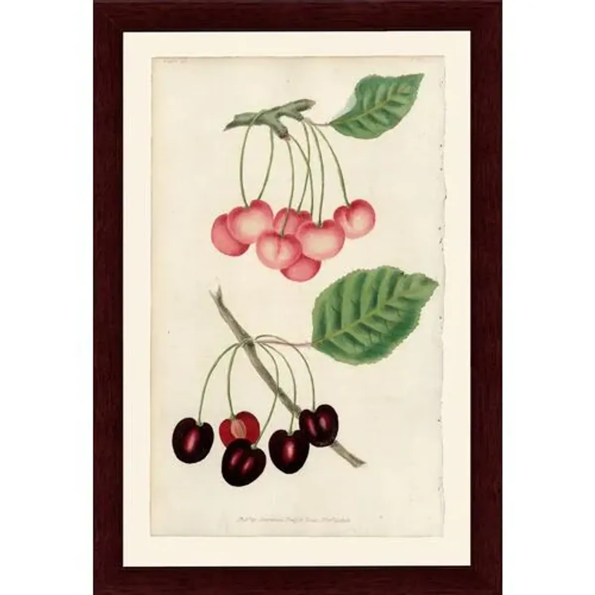 2 Cherries - 1820 Art Print - 11.25" x 7.75" - Green