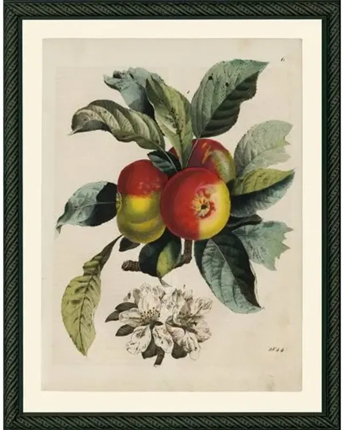 Apples - 1844 Art Print - 14.5" x 11.5" - Multi