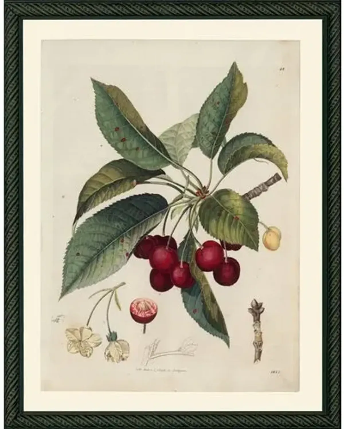 Cherries - 1844 Art Print - 14.5" x 11.5" - Green