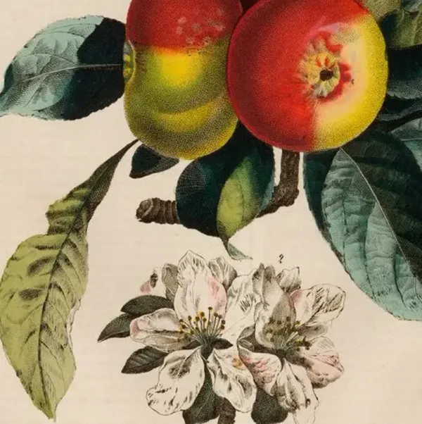 Wright - Apples - 1894 Art Print - 14.5" x 12" - Green