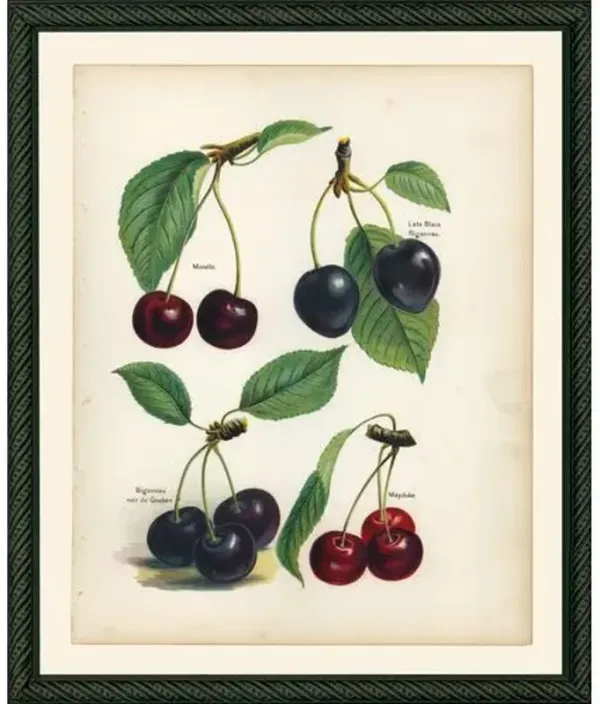 Wright - Cherries - 1894 Art Print - 14.5" x 12" - Green