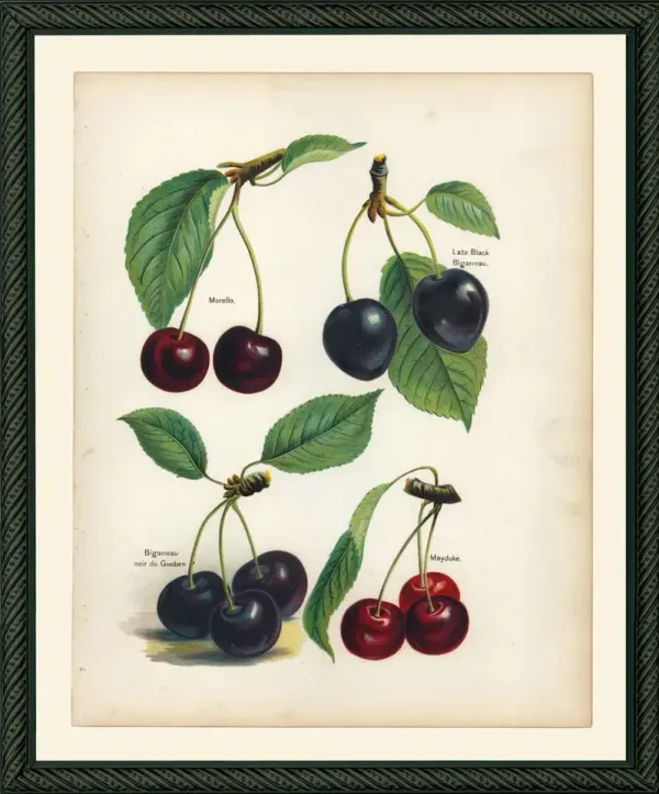 Wright, Cherries, 1894 Art Print, 14.5" x 12"