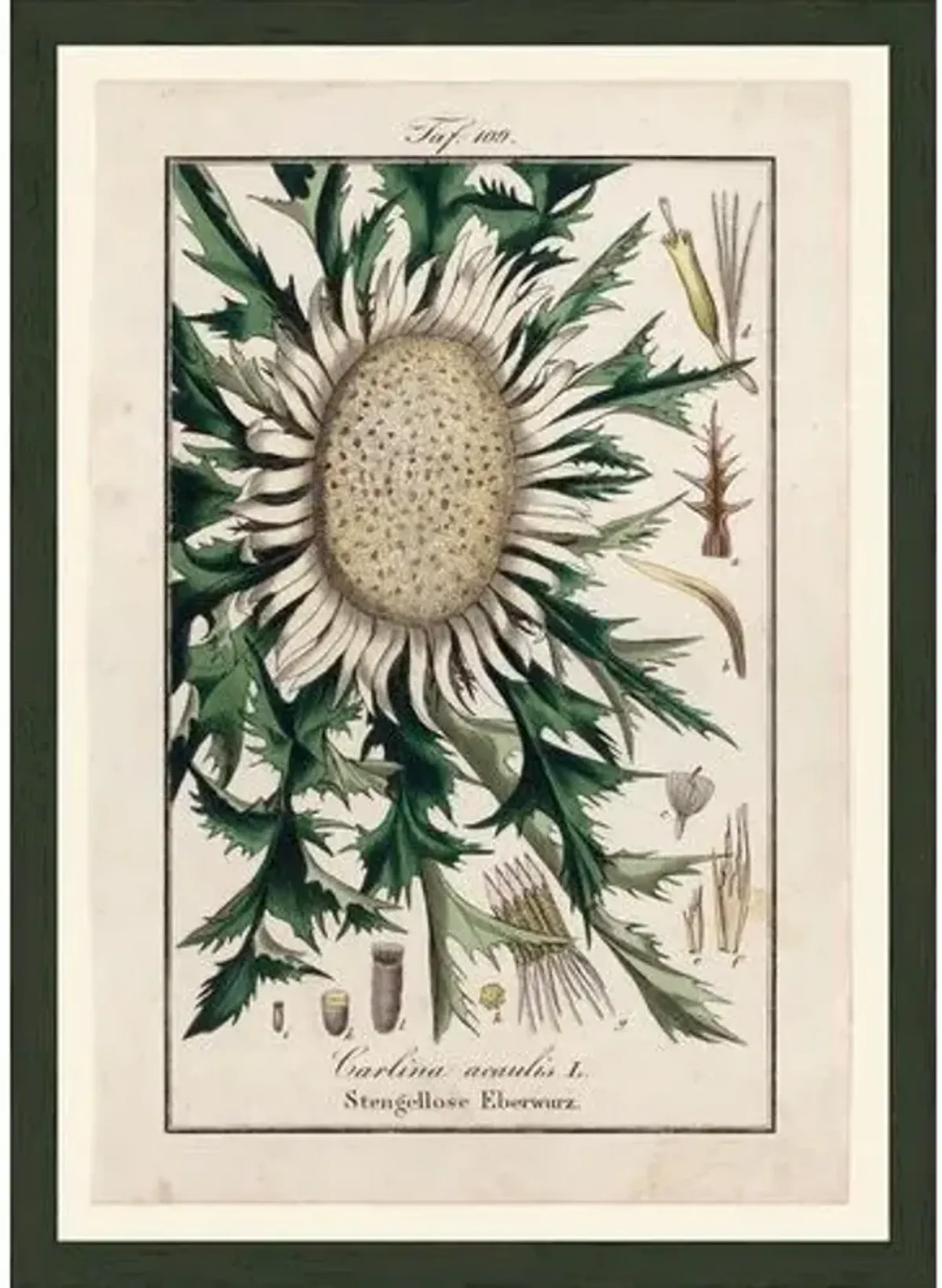 Thistle - Taf. 109 - 1850 Art Print - 21" x 15" - Green