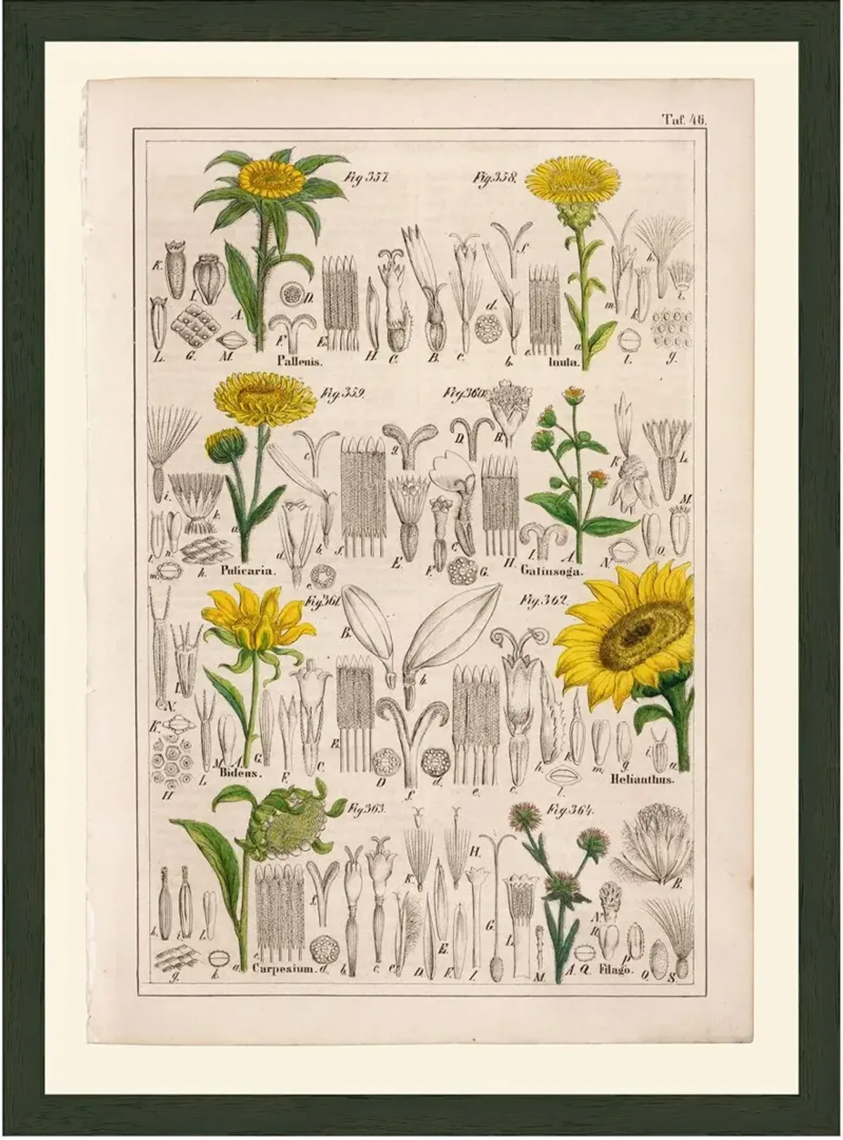 Petermann Yellow Flowers 46, 1842 Art Print, 21" x 15.5"