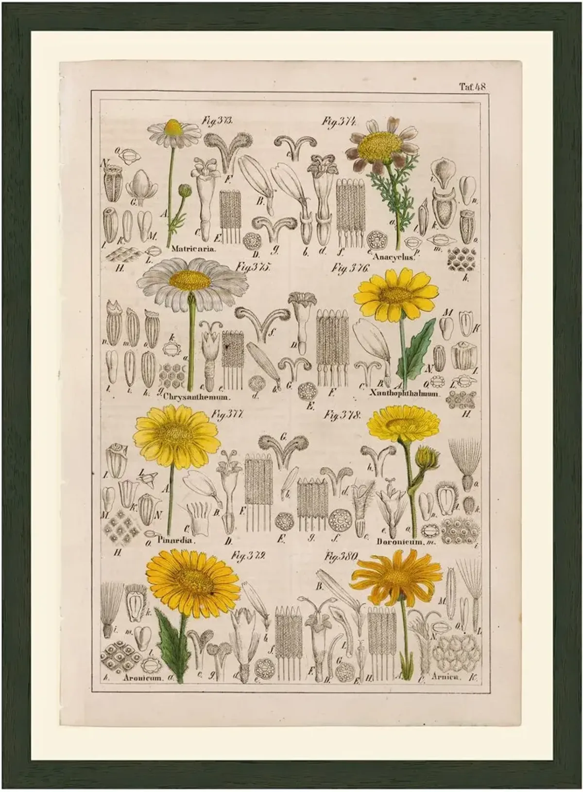 Petermann Yellow Flowers 48, 1842 Art Print, 21" x 15.5"
