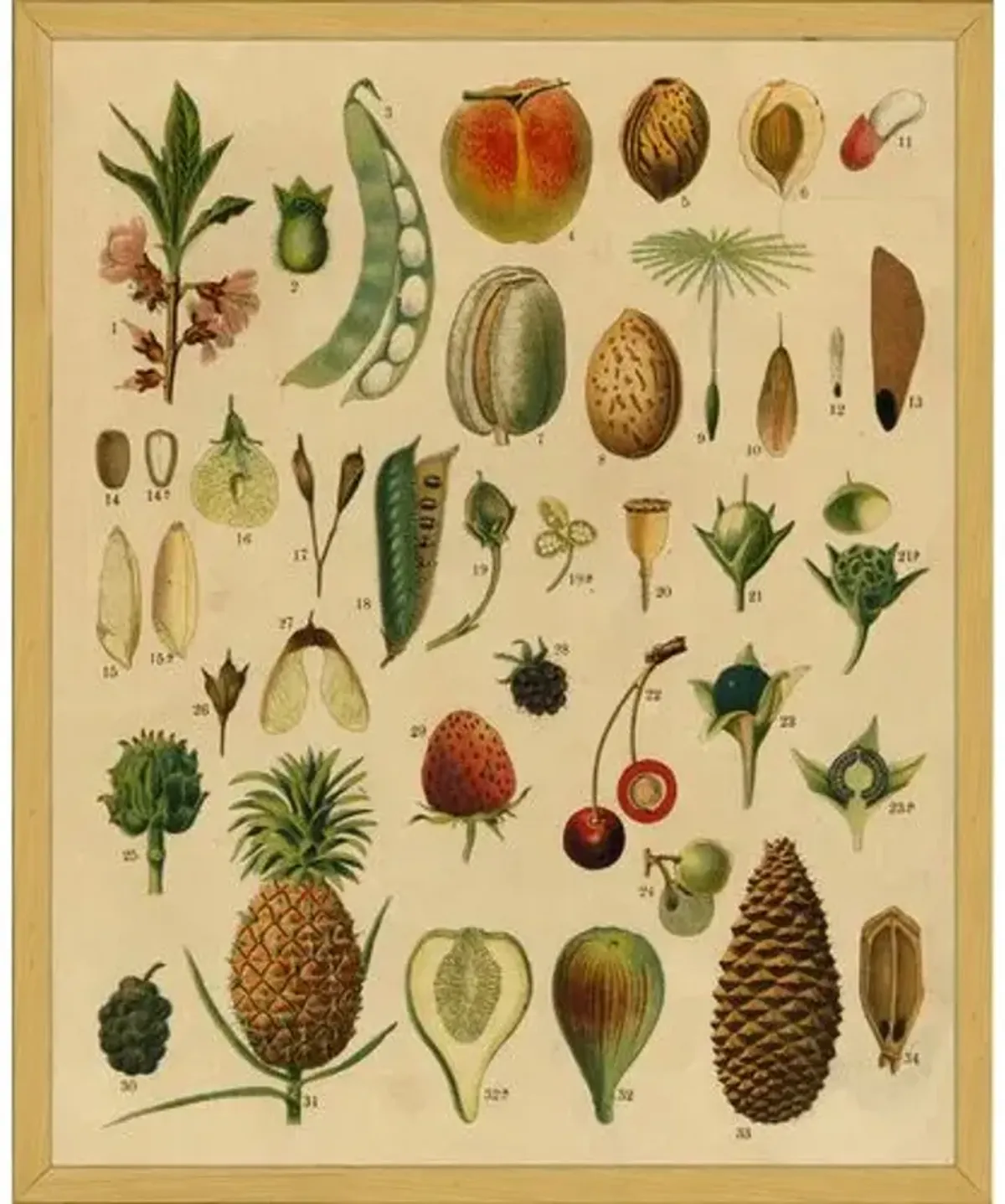 Botanical Fruit Art Print - 16" x 13" - Multi