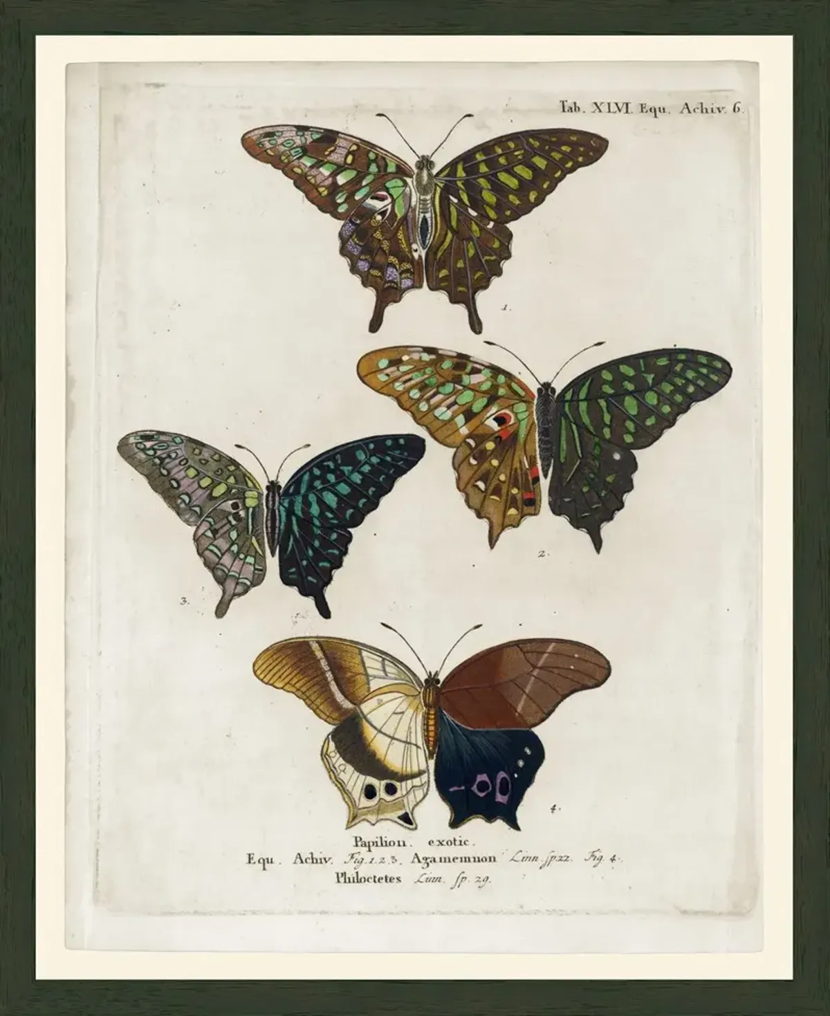 Butterflies - Papilion Exotic, Tab. XLVI, Esper 1777 Art Print, 21" x 17"