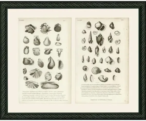 B/W Multi-shells - Set of 2 c 1830 Art Print - 10.5" x 13" - Black