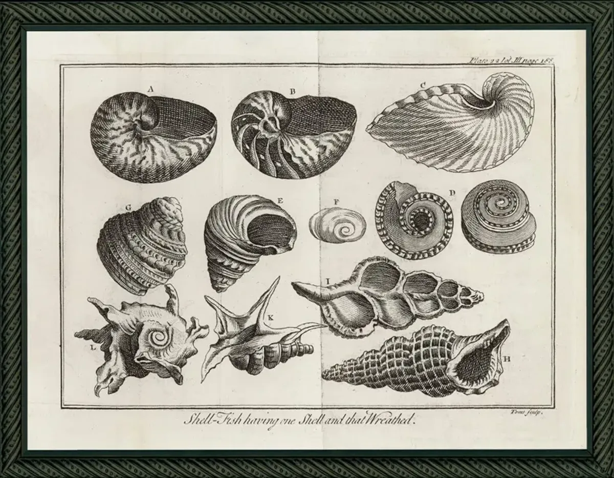 Shells - Curved, Pg. 188, 1736 Art Print, 10" x 13"
