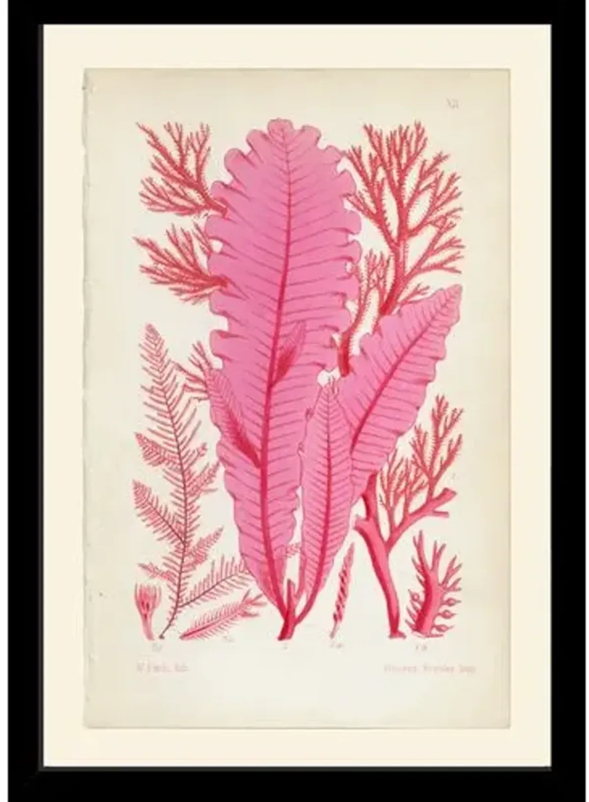 British Sea-weeds - 12 Art Print - 17" x 12" - Pink