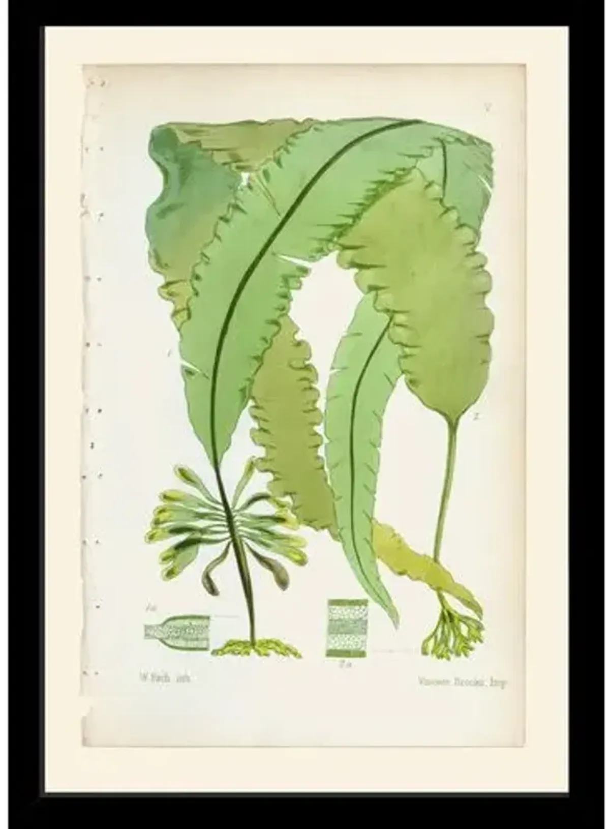 British Sea-weeds - 5 Art Print - 17" x 12" - Green