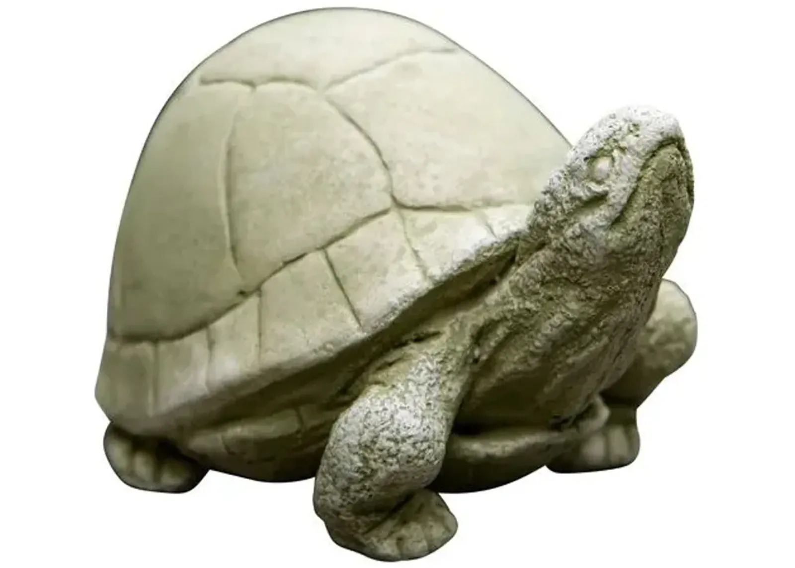 5" Box Turtle - English Moss - Campania International - Ivory