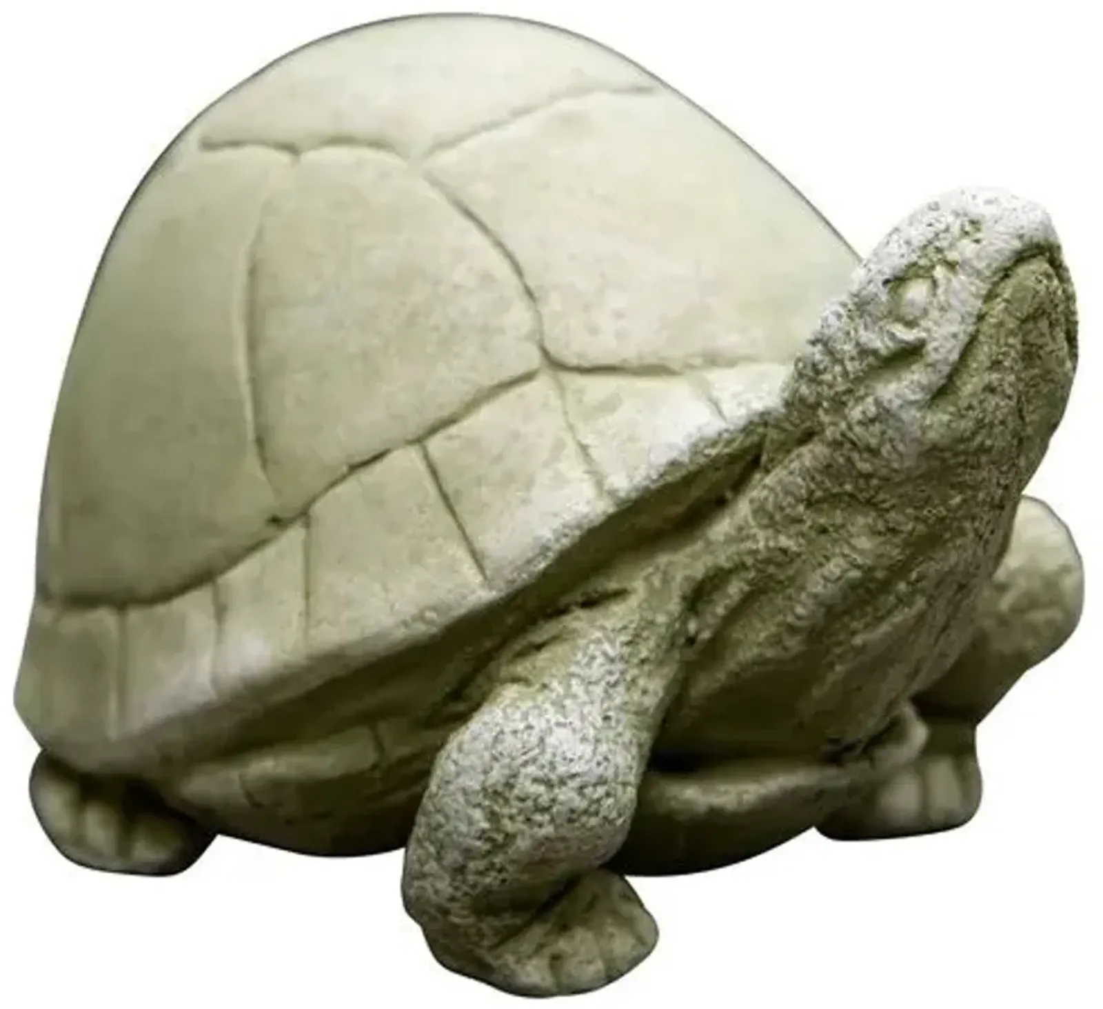 5" Box Turtle - English Moss - Campania International - Ivory