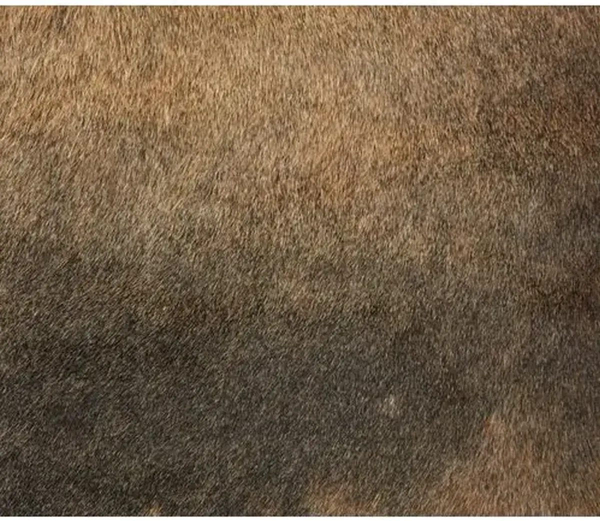 Normand Hide - Brown - natural