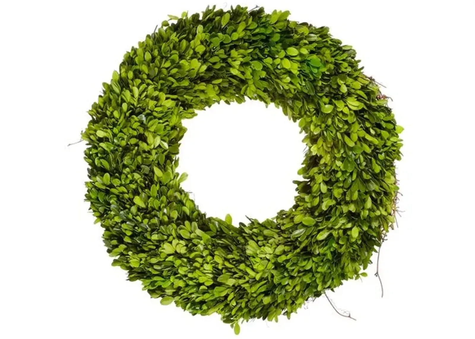 20" Boxwood Wreath - Preserved - Green